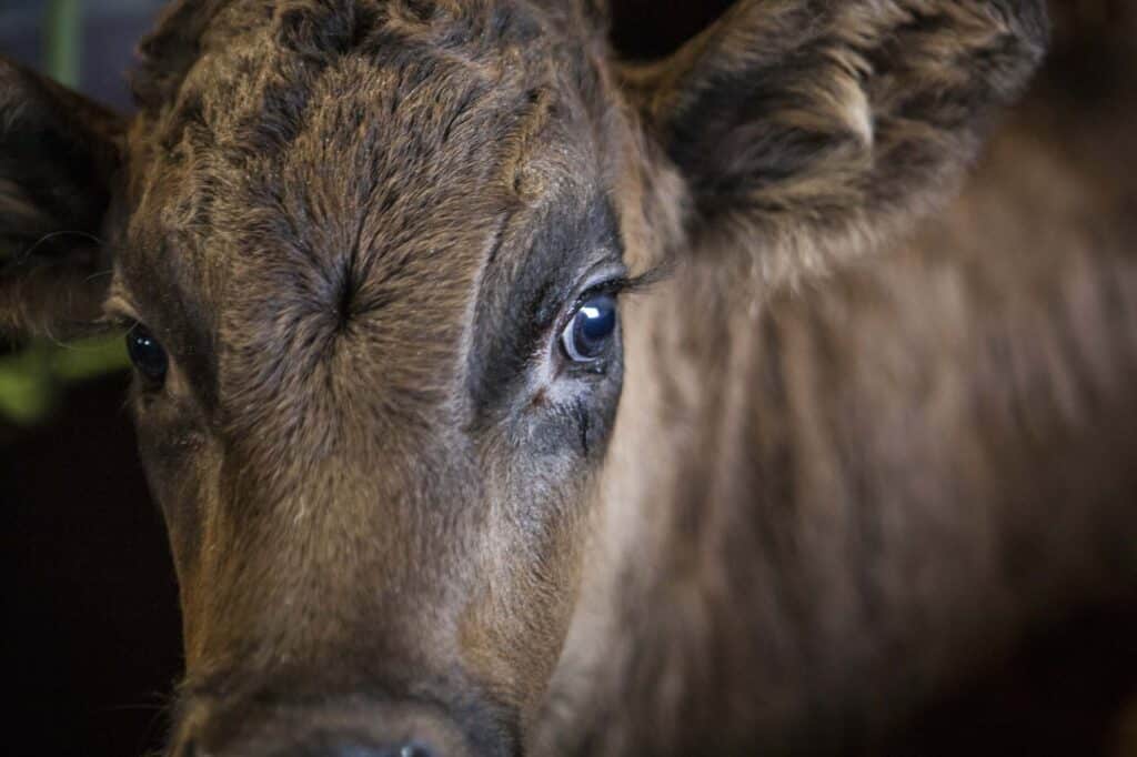 Nuestra experiencia en Nutrición Animal