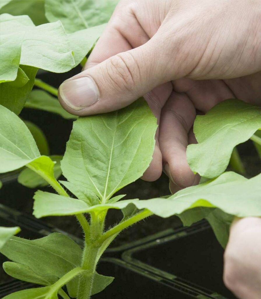 Notre gamme pour la nutrition végétale